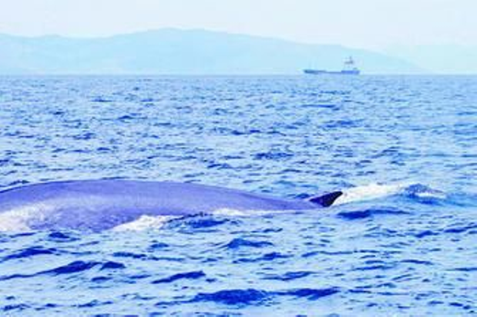 Uno de los rorcuales que ha pasado recientemente por el Estrecho de Gibraltar.