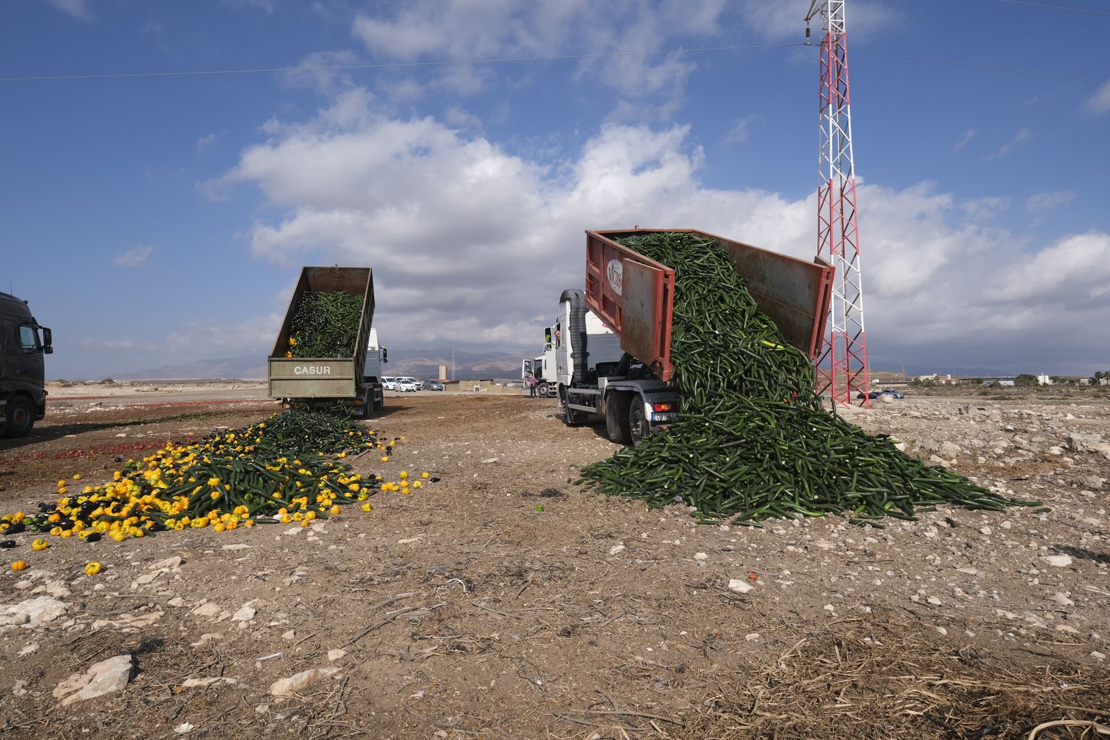Fotogalería destrucción de pepinos en Almería