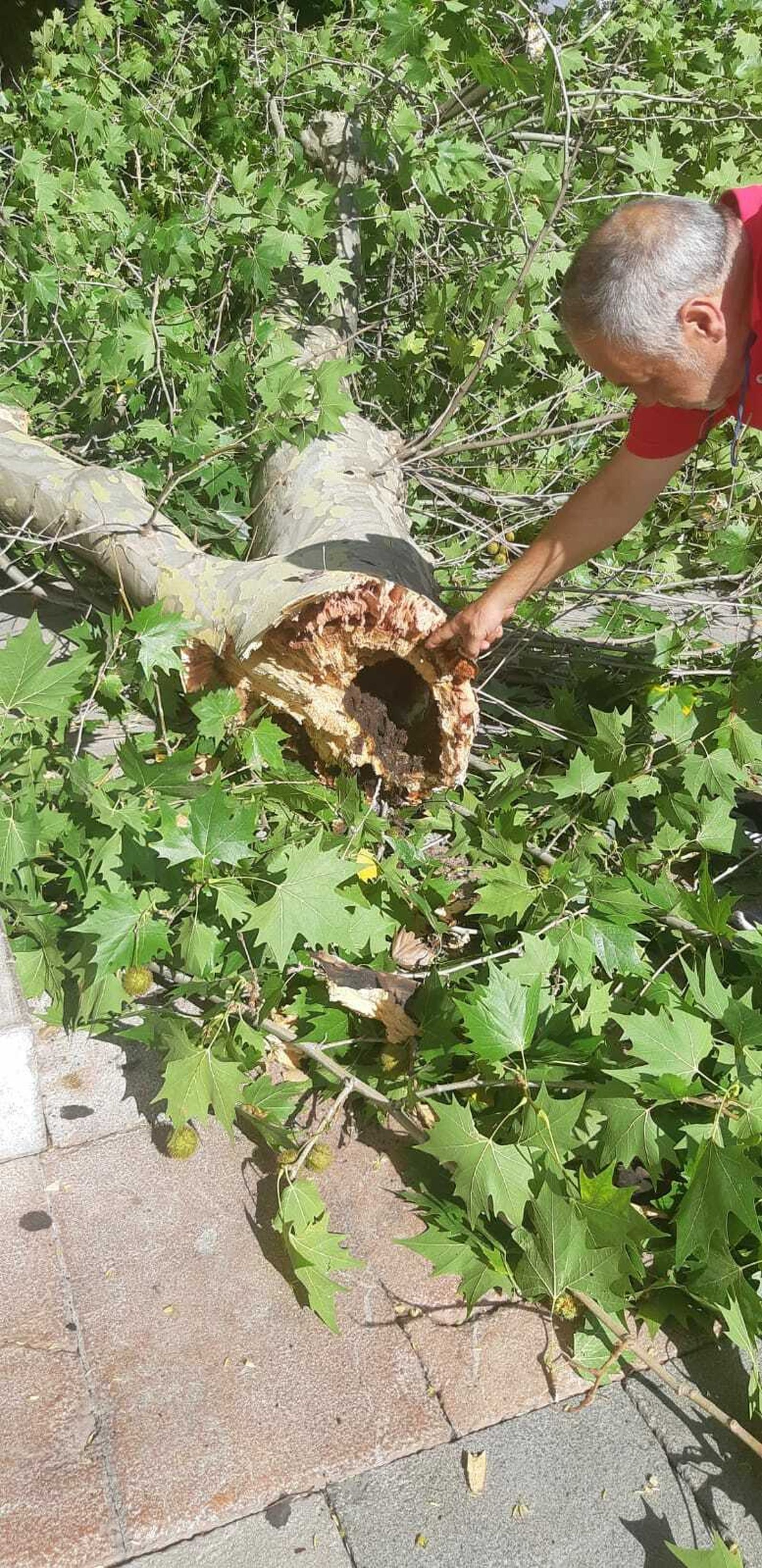 Imágenes de la rama caída en la Fuente de las Batallas