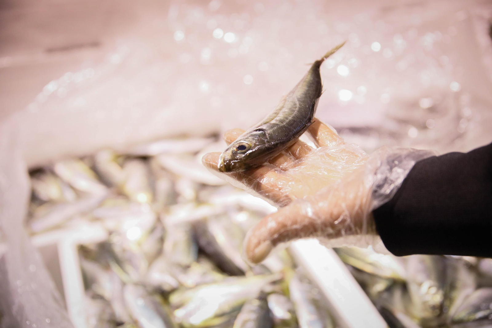 Te contamos en imágenes como ha sido la descarga de las traiñas en la lonja de Almería