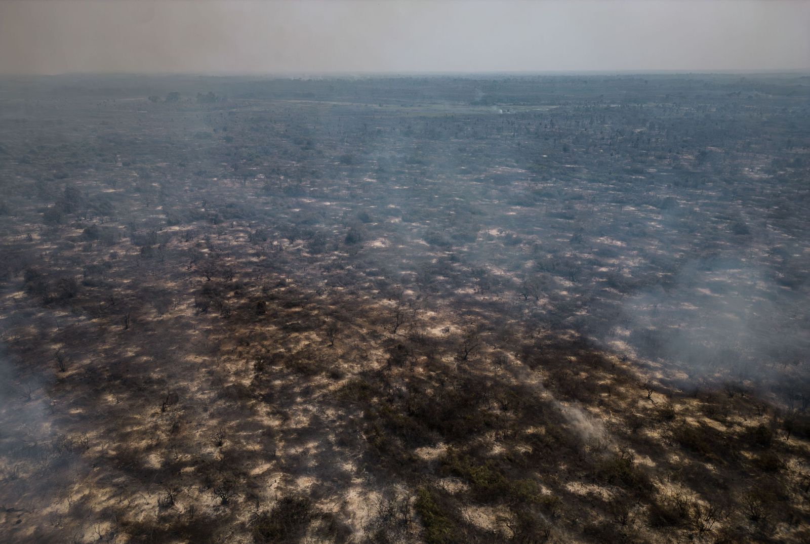 Las llamas convierten en una tumba al aire libre El Pantanal en Brasil