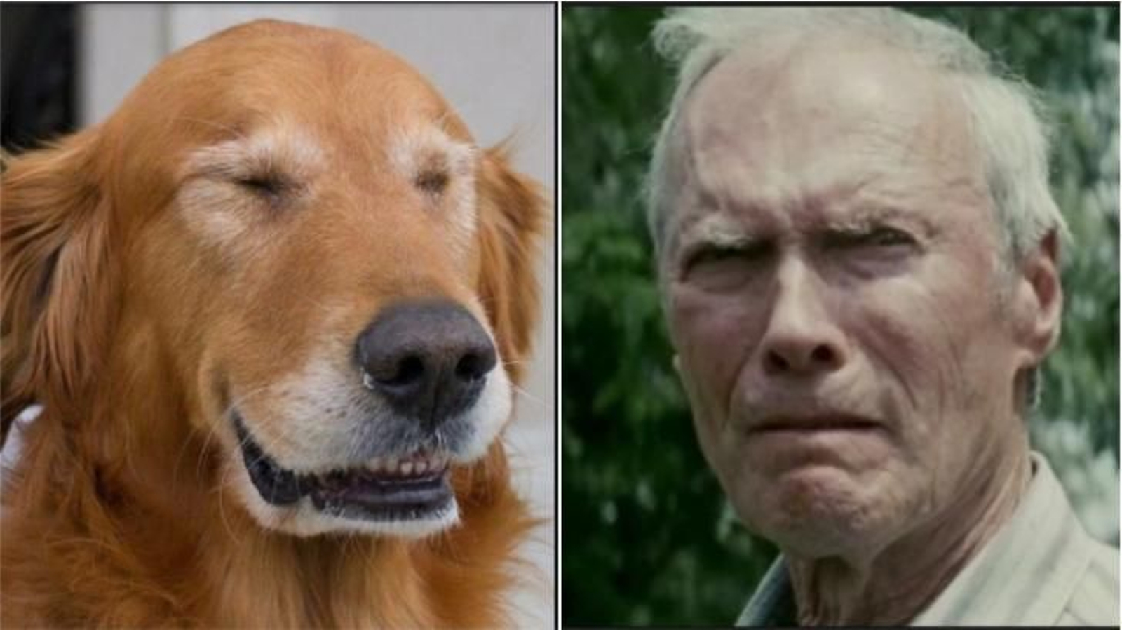 Clint Eastwood tiene un doble canino con sus ojos.