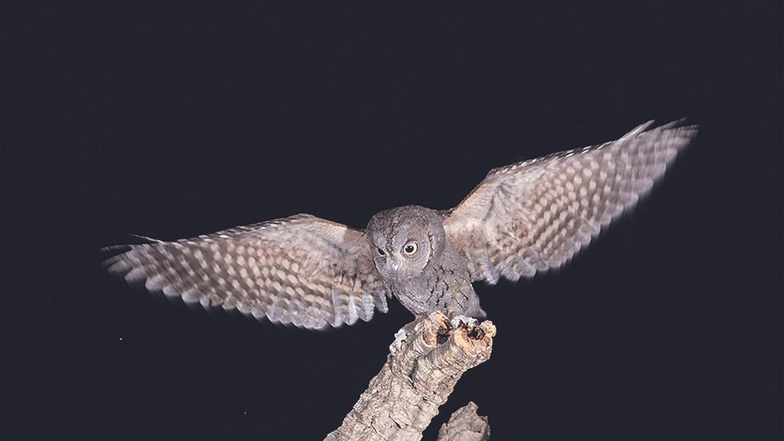 Si quieres ver aves rapaces nocturnas, la mejor opción es contactar con una empresa con guías especializados.