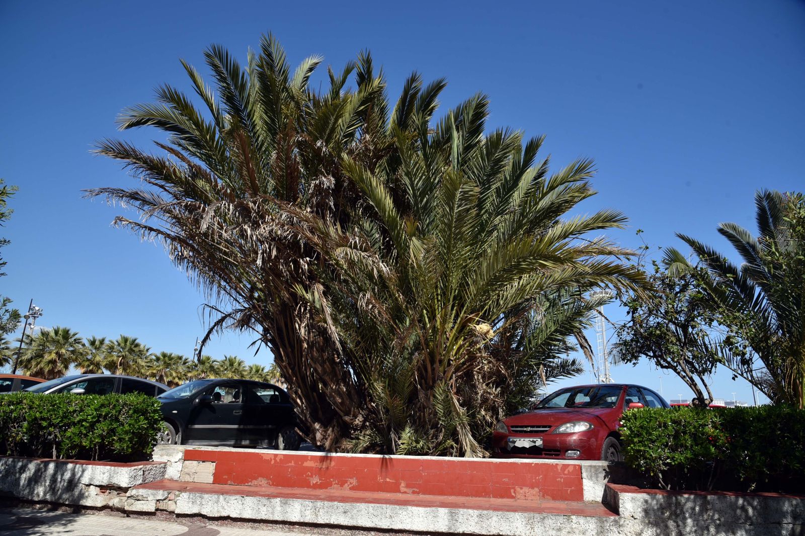 Una palmera imperial en Algeciras