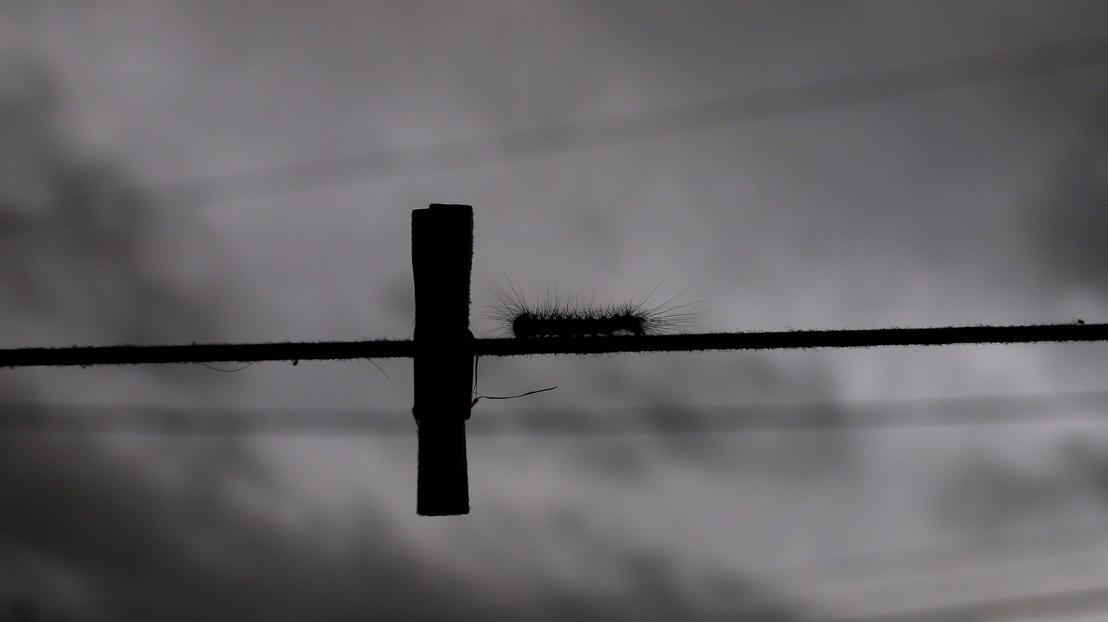 Brote de lagarta peluda en Pelayo