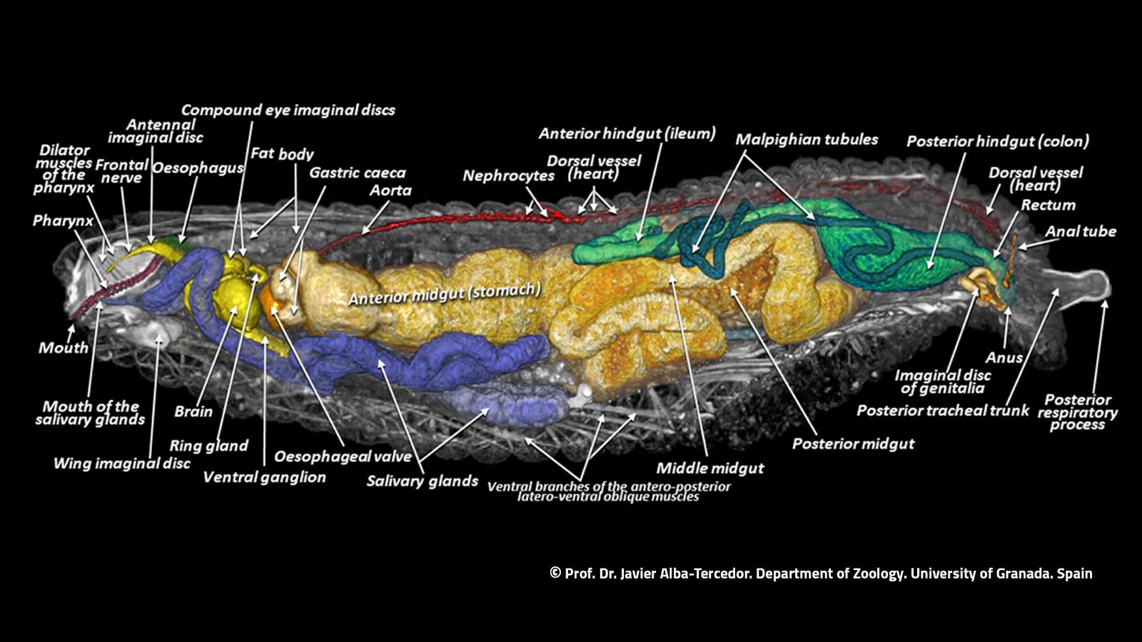 Imagen de la anatomía interna de la larva, procedente del estudio