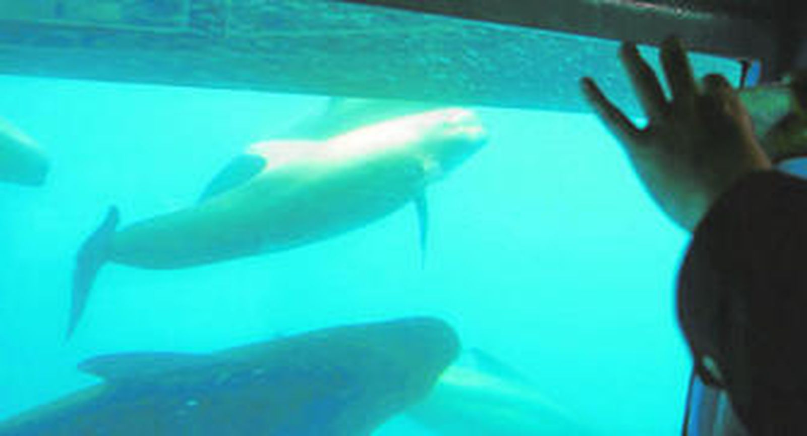 1. Una excursión privada de Turmares avista un torcual . 2. Vista interior del barco de Aventura Marina. 3. Un delfín mular ante un barco de la Fundación Firmm.