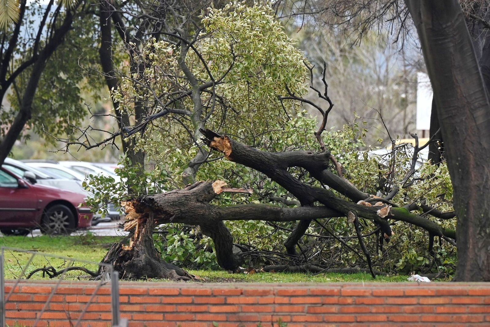 Árboles partidos tras el paso del temporal por Córdoba.
