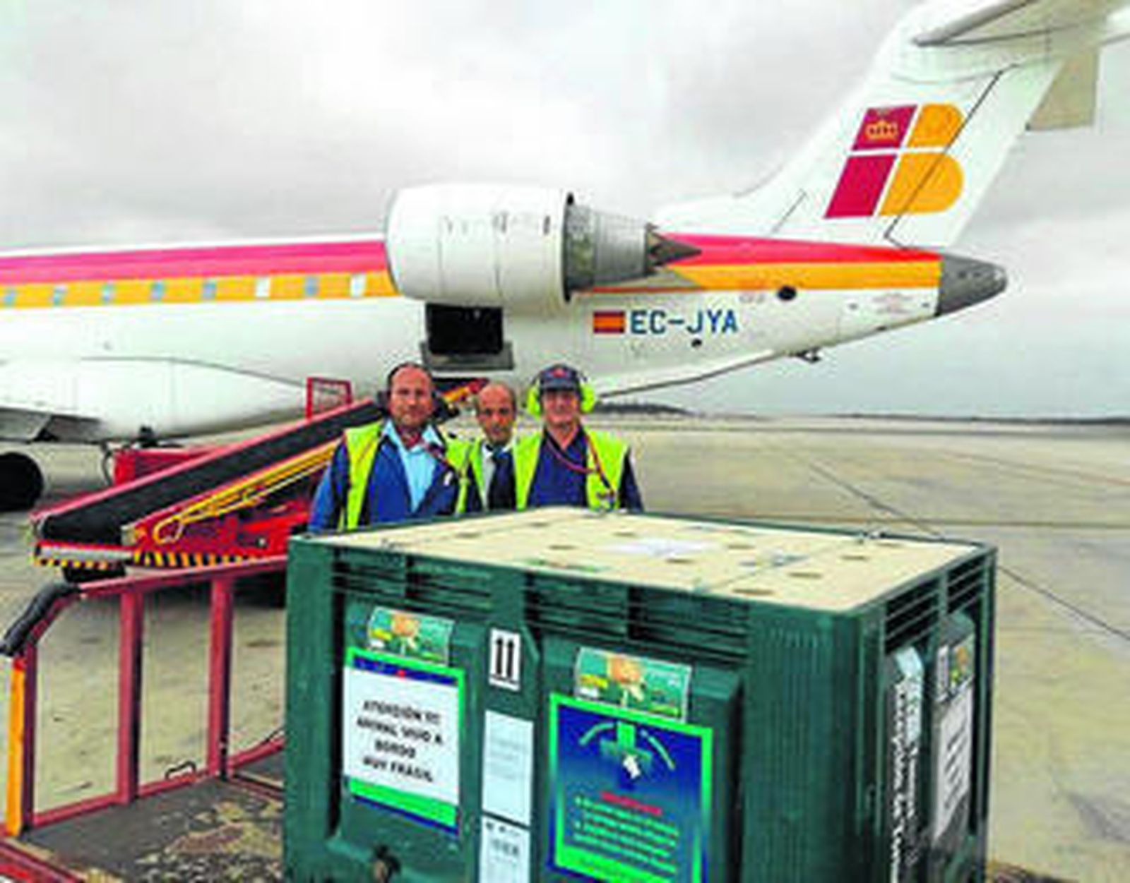 La tortuga 'José' ya nada libre en el Centro de Recuperación de Fauna Silvestre de Tafira.