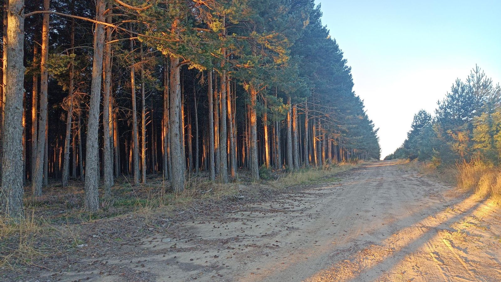 Iremos un largo tramo con un pinar replantada a la izquierda.