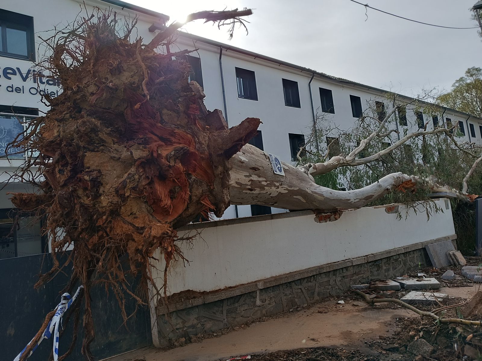 Un eucalipto centenario venido por el viento sobre la tapia del San Pablo.
