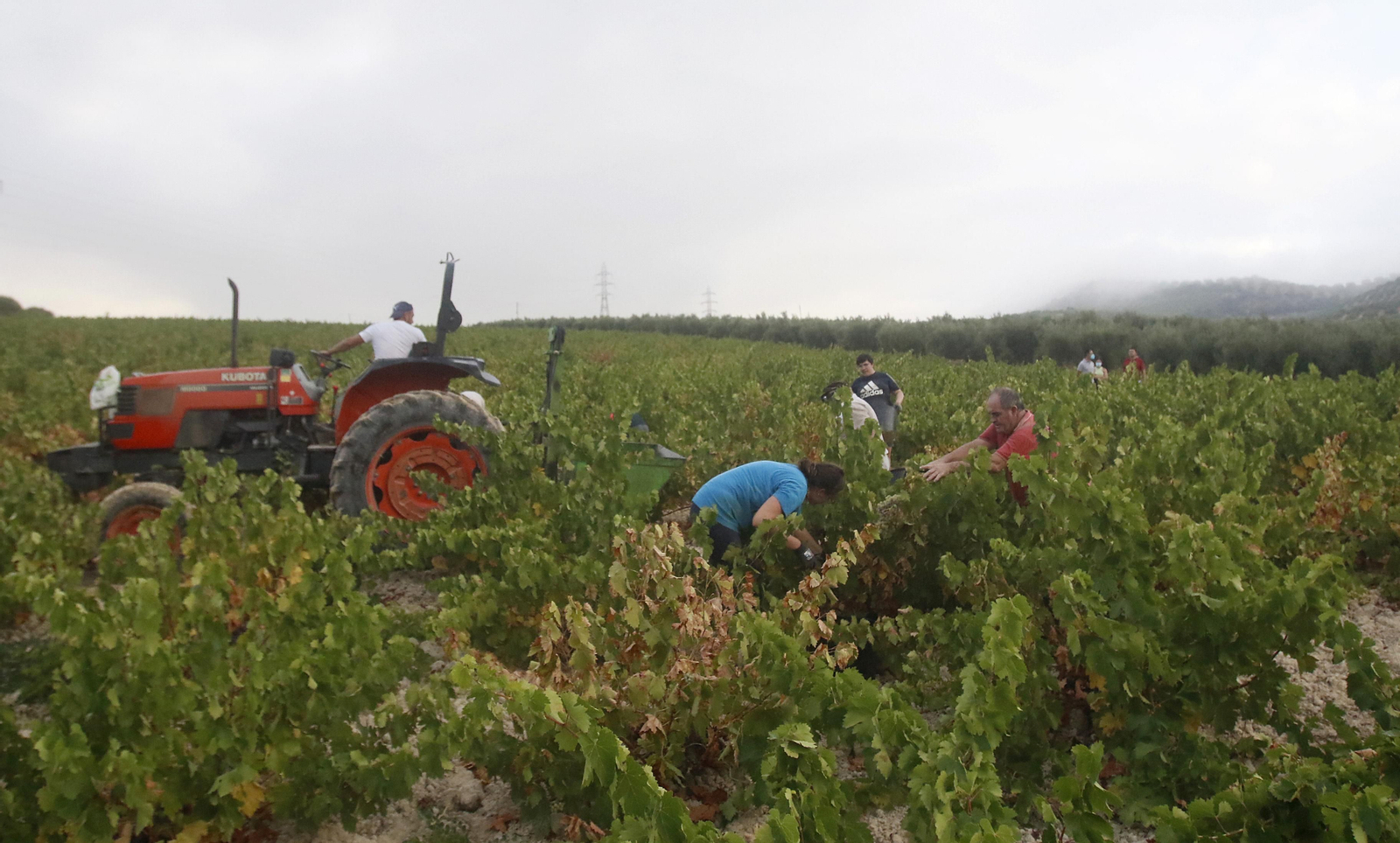 La vendimia en Montilla-Moriles, en fotografías