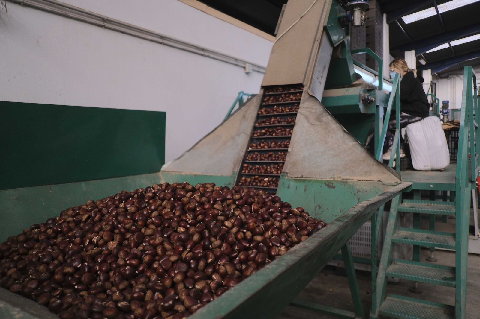 Cuadrillas en la recogida de castañas en el Valle del Genal