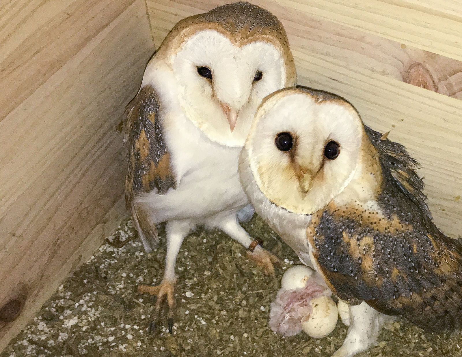 La familia de lechuzas de Madrevieja.