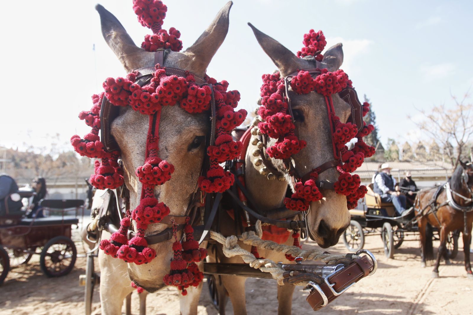 La marcha hípica en Córdoba por el 28-F, en fotografias.