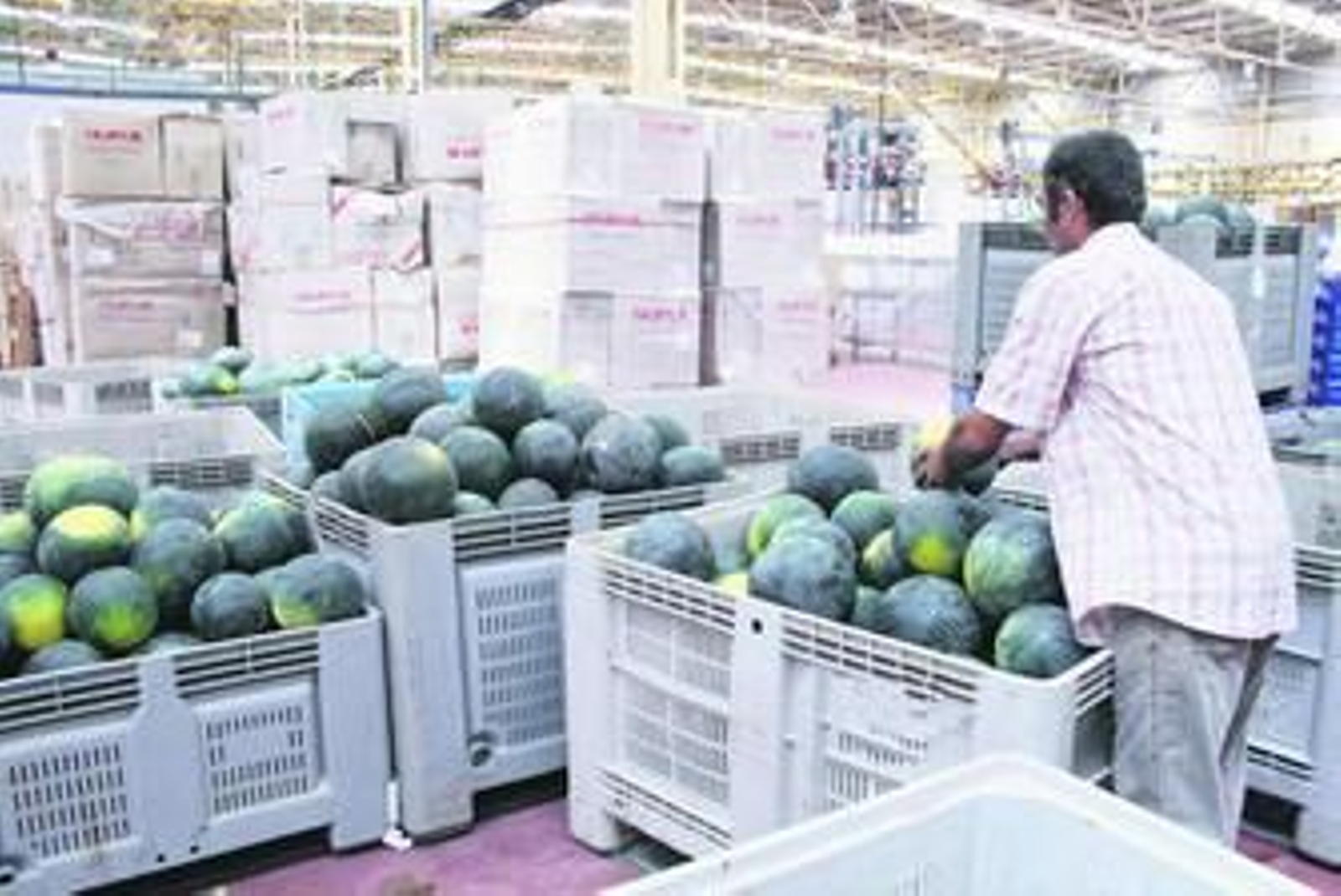 Una cosecha de sandía, uno de los frutos que más ha bajado de precio, en la cooperativa de Cartaya.