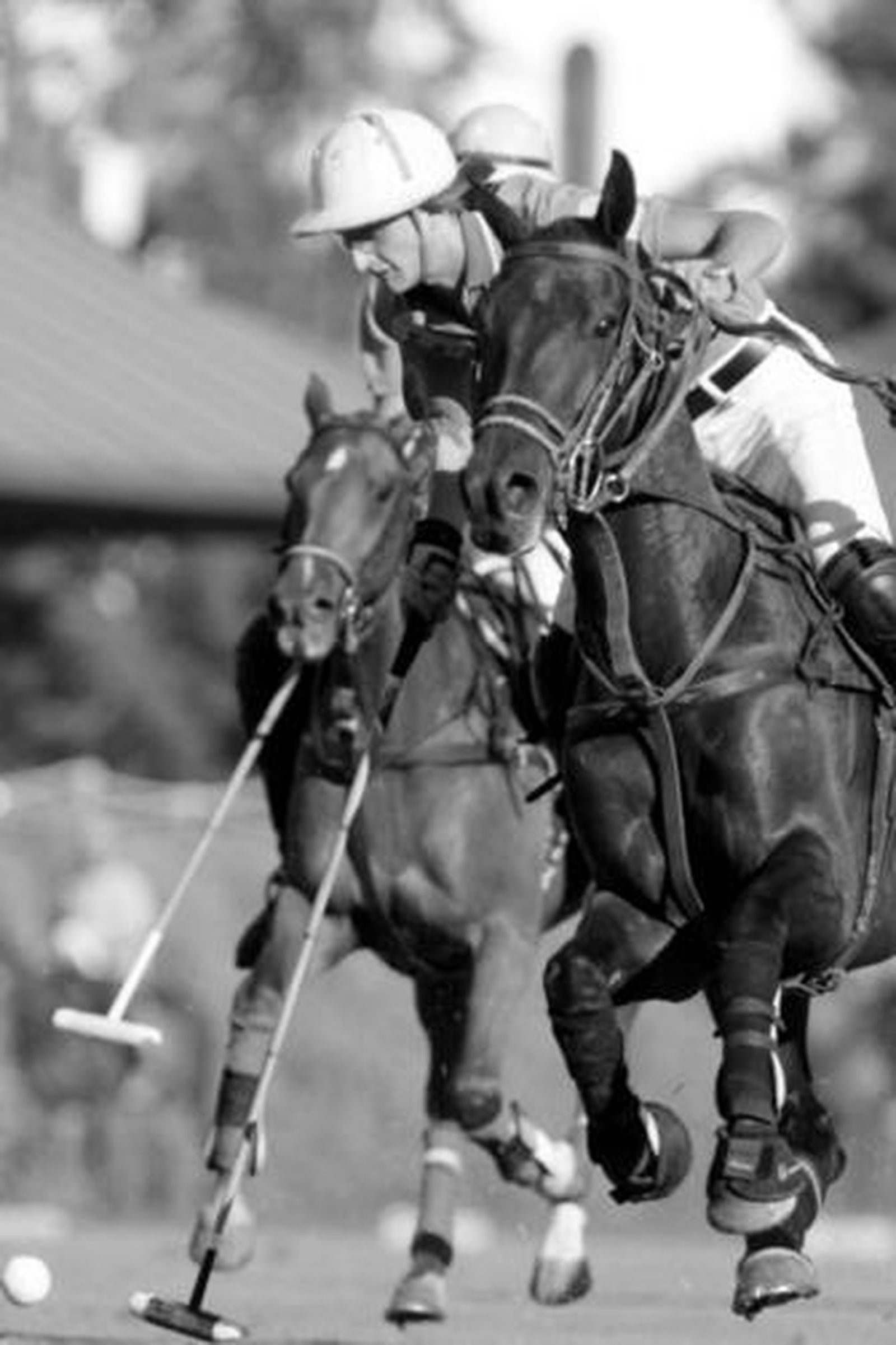 Imagen del Leones-Easy Polo, disputado ayer.