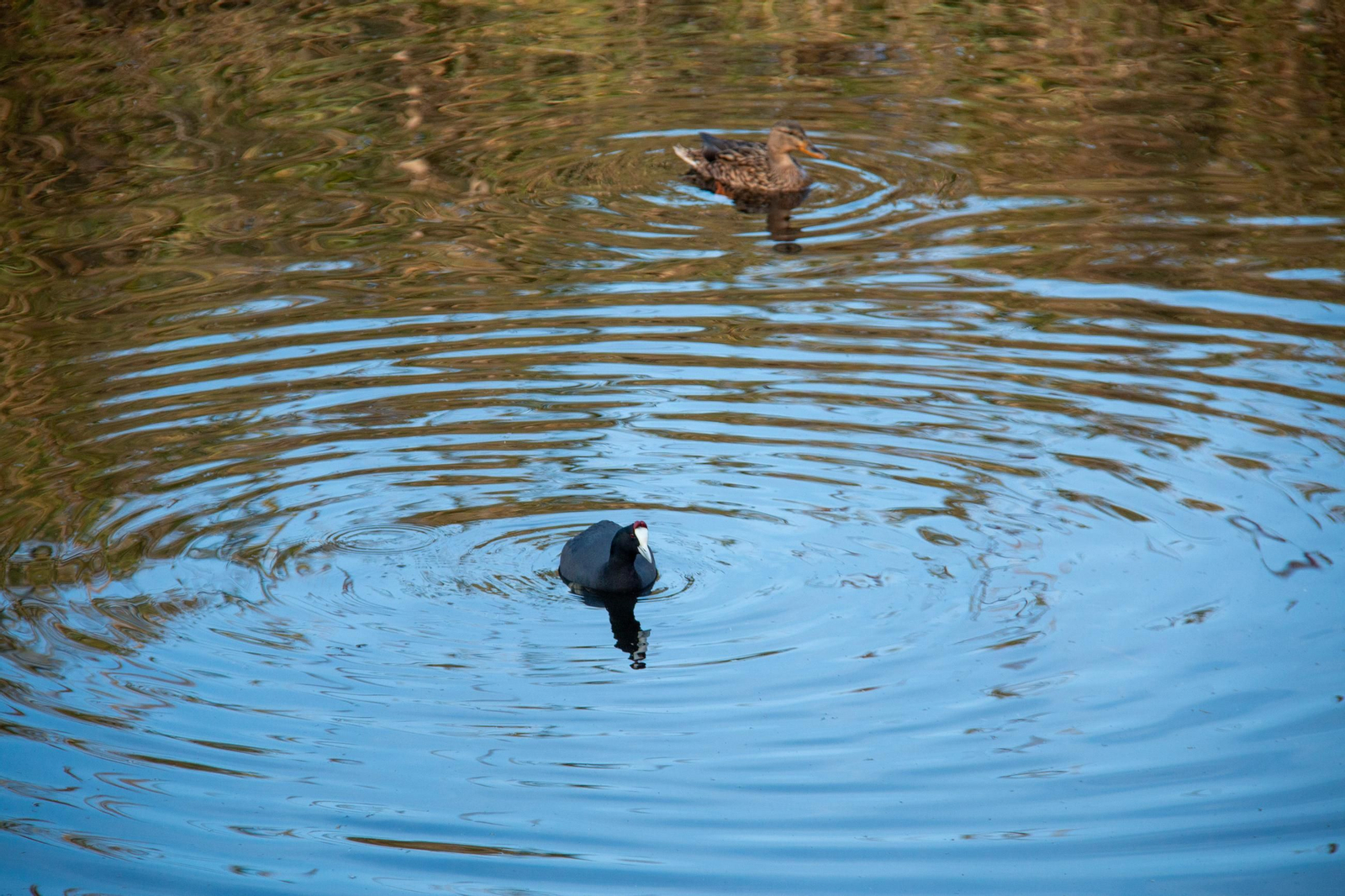 Una focha moruna en la Charca de Suárez de Motril