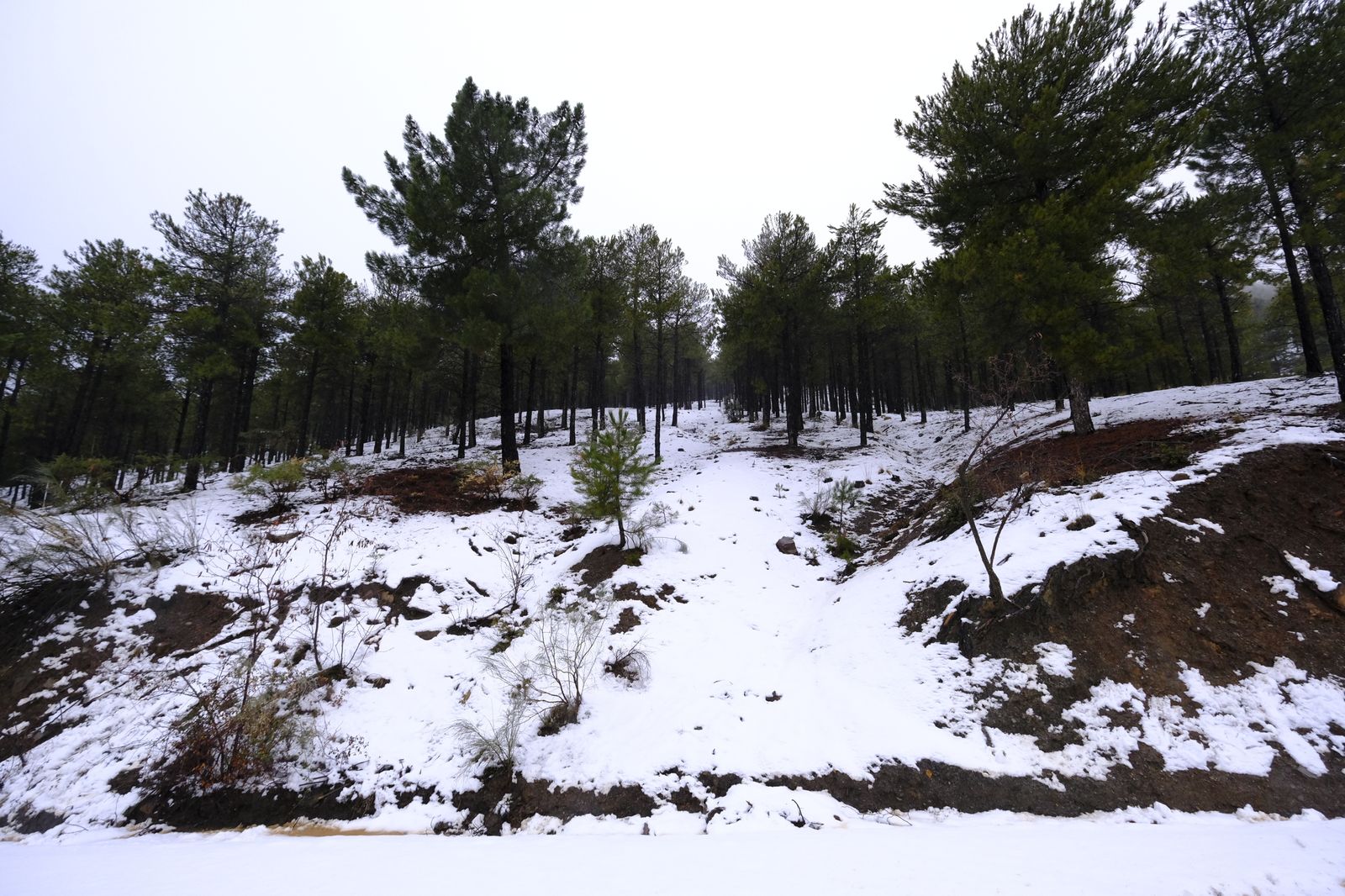 Fotogalería nevada en la Provincia de Almería