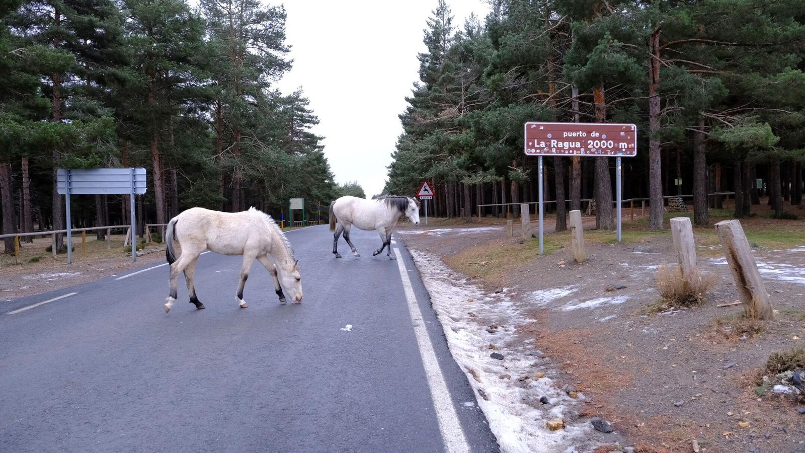 Caballos transitando ante el cartel indicador de la altitud del puerto.