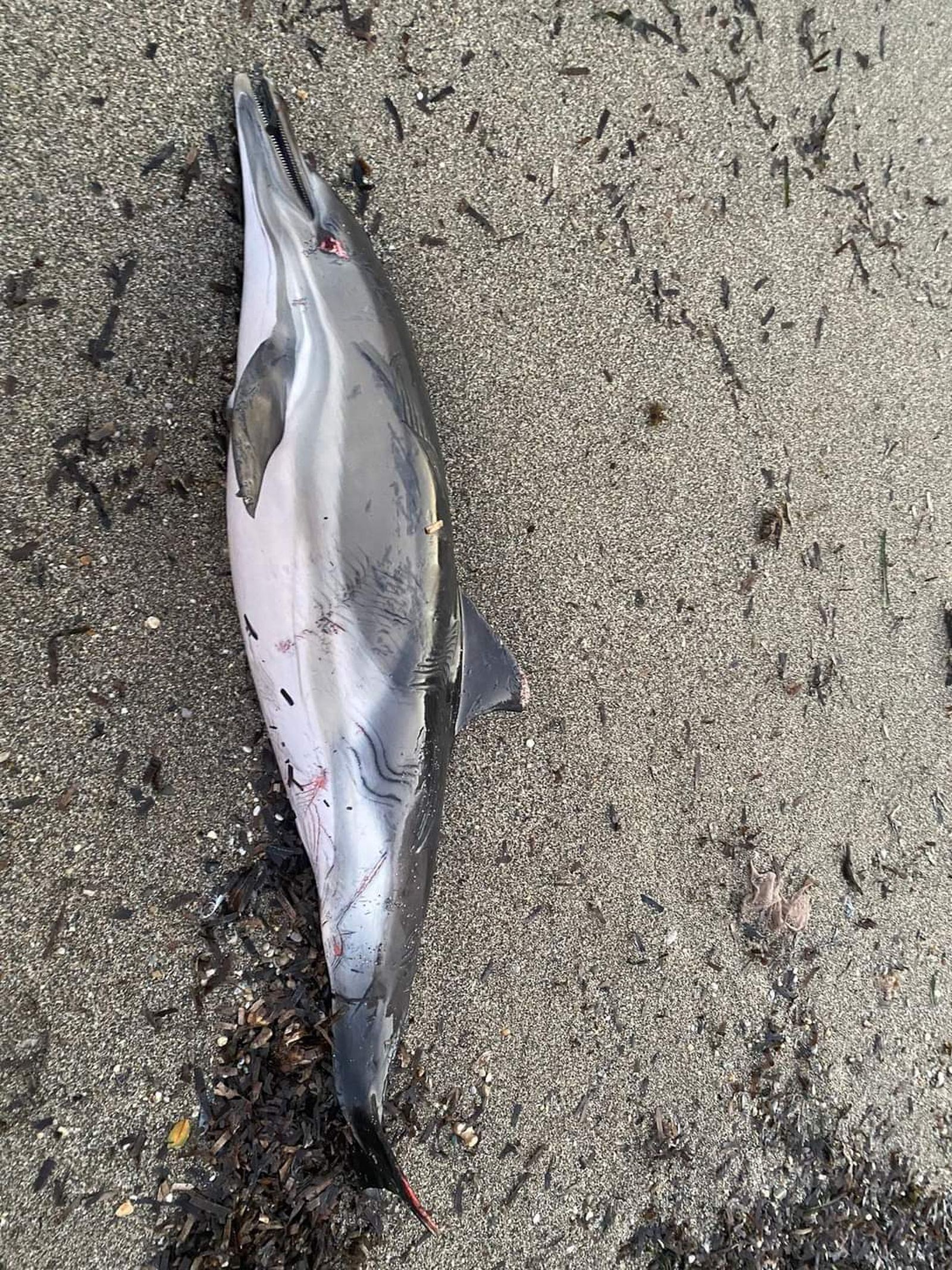 Aparece el cadáver de un delfín común en una playa de Roquetas
