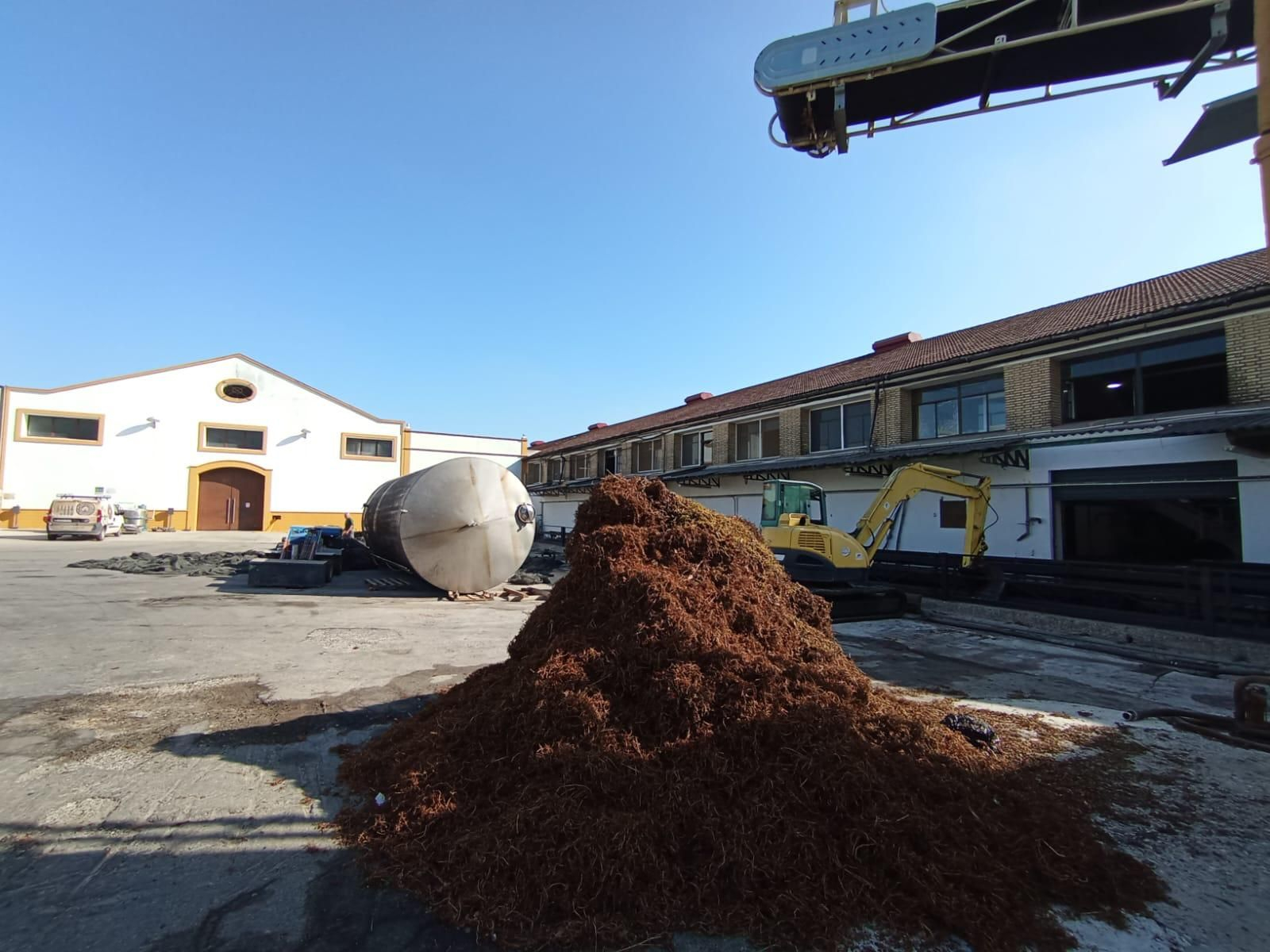 Las paseras de Montilla-Moriles a pleno rendimiento, en imágenes