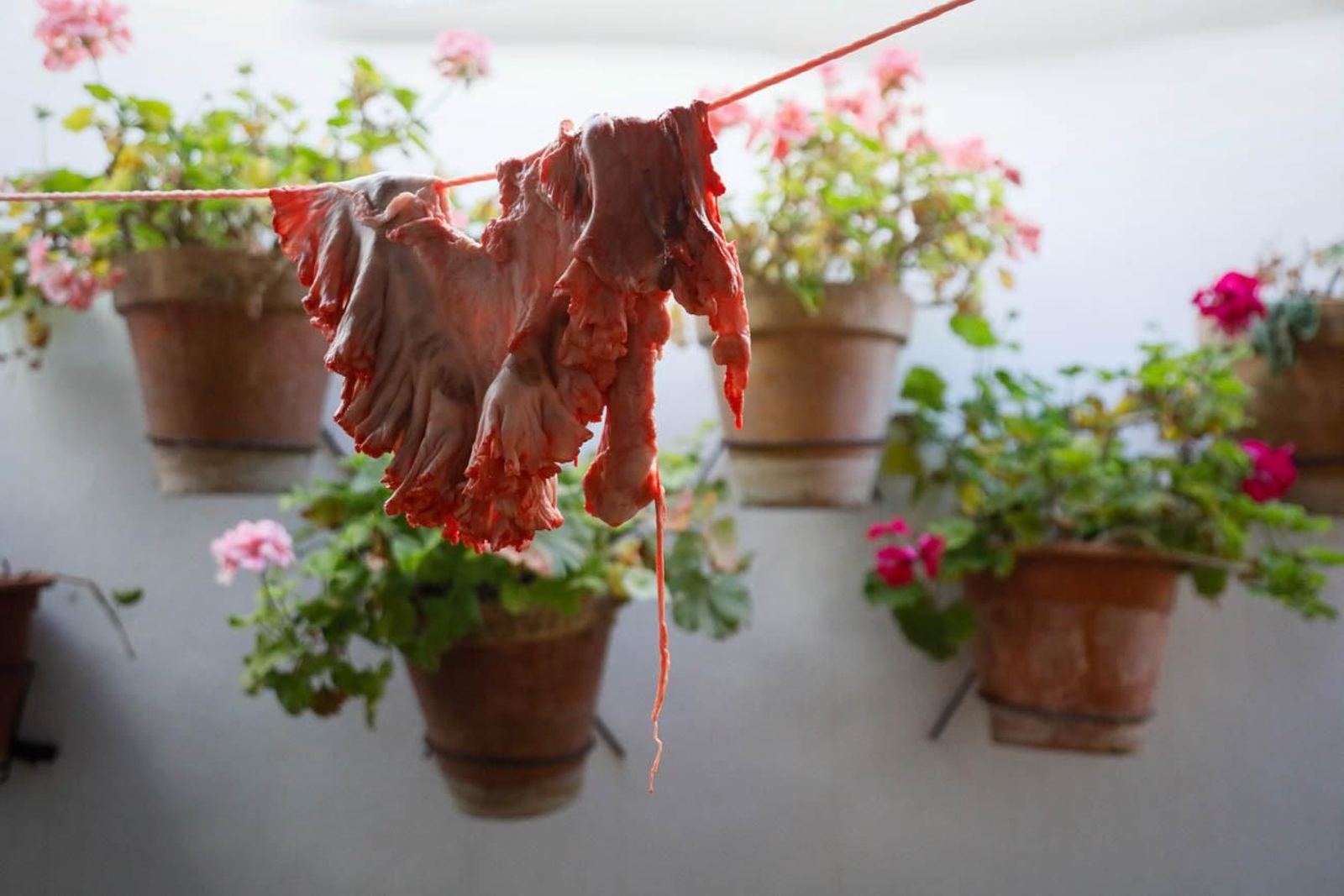 Te contamos en imágenes como son las matanzas en Chirivel