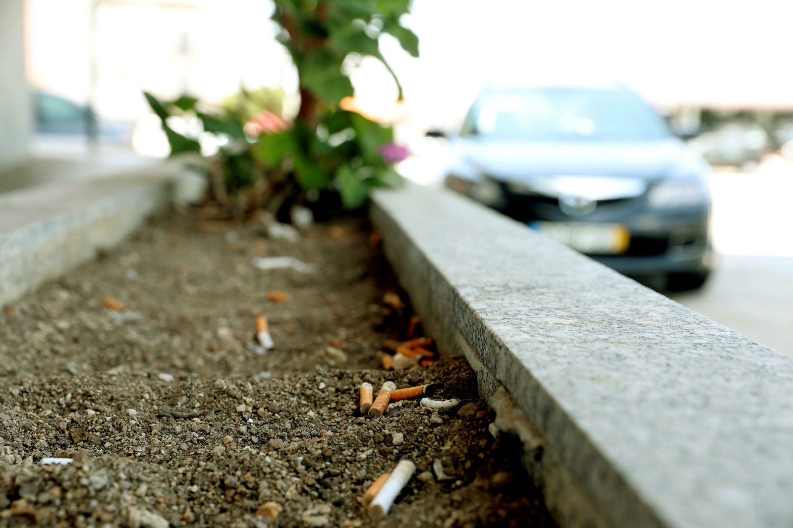 Una jardinera de la localidad portuguesa de Vilar Formoso llena de colillas.