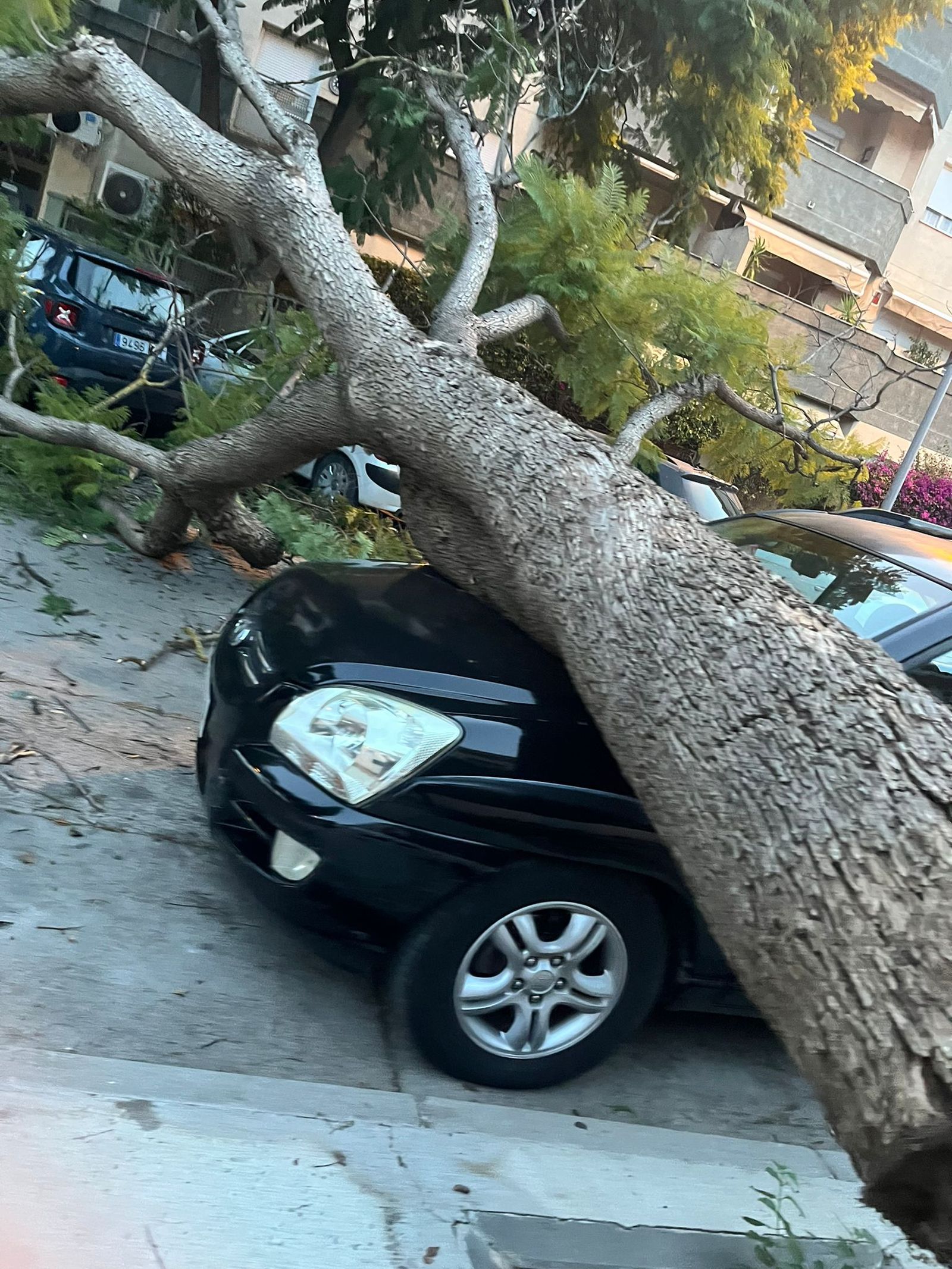 Un árbol caído sobre un coche en la calle Polar, en la zona de Hipercor.
