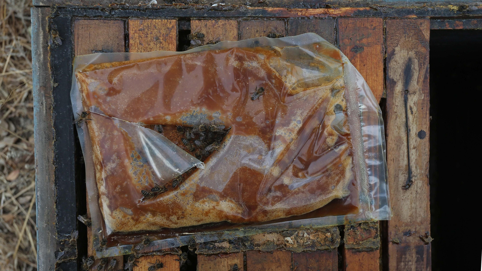 El arte de la apicultura en Los Barrios