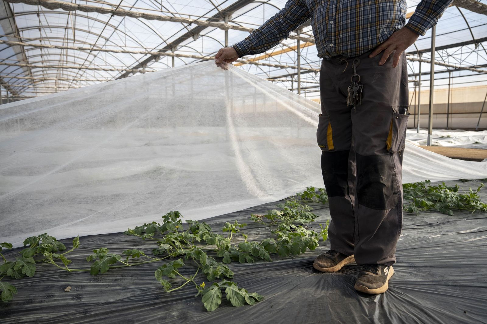 La primavera se planta en invierno entre sandías y tomates almerienses