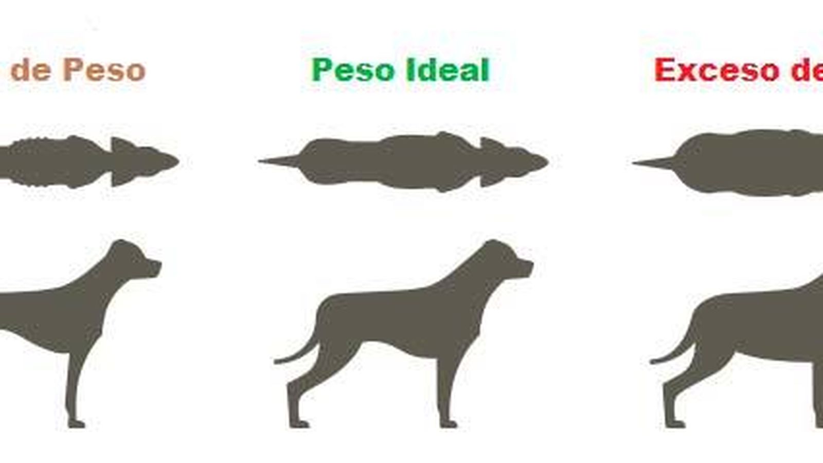 Si el perro o el gato pierde la cintura y le cuesta caminar, debe visitar al veterinario.