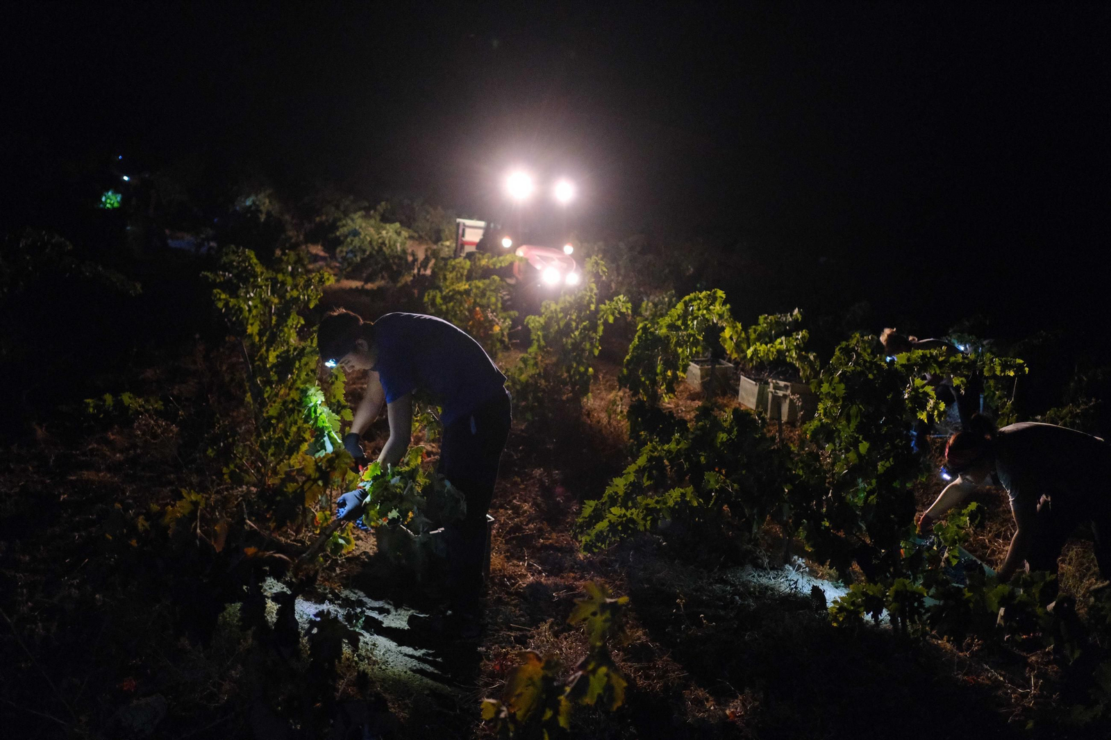 Vendimia en la Serranía de Ronda