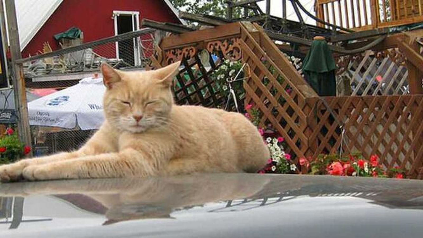 Un gato, dormitando, en el patio de una casa