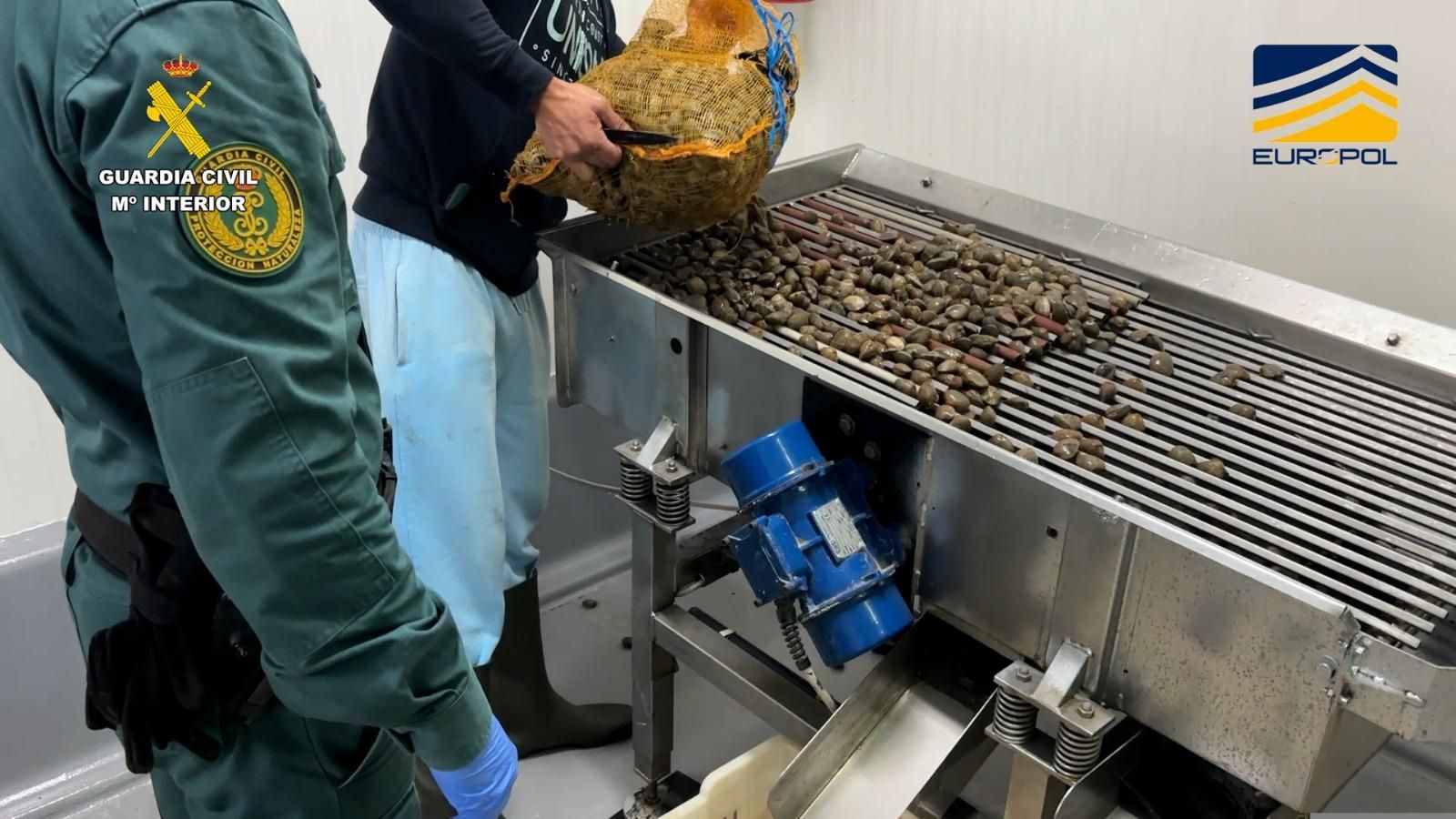 Guardia Civil confiscando las almejas que trataban de comercializar.