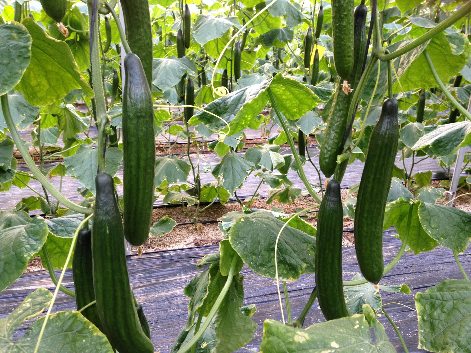 Pepino en un invernadero almeriense.