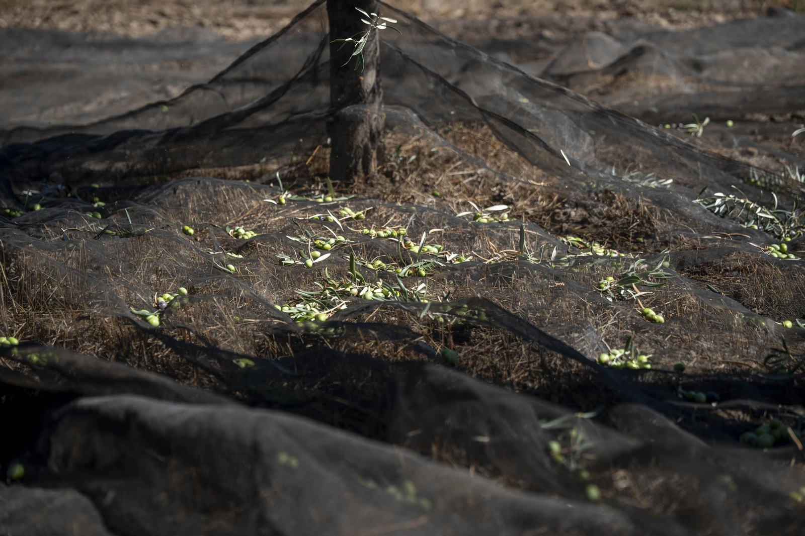 Las imágenes de la campaña recogida de acetuna en Fiñana