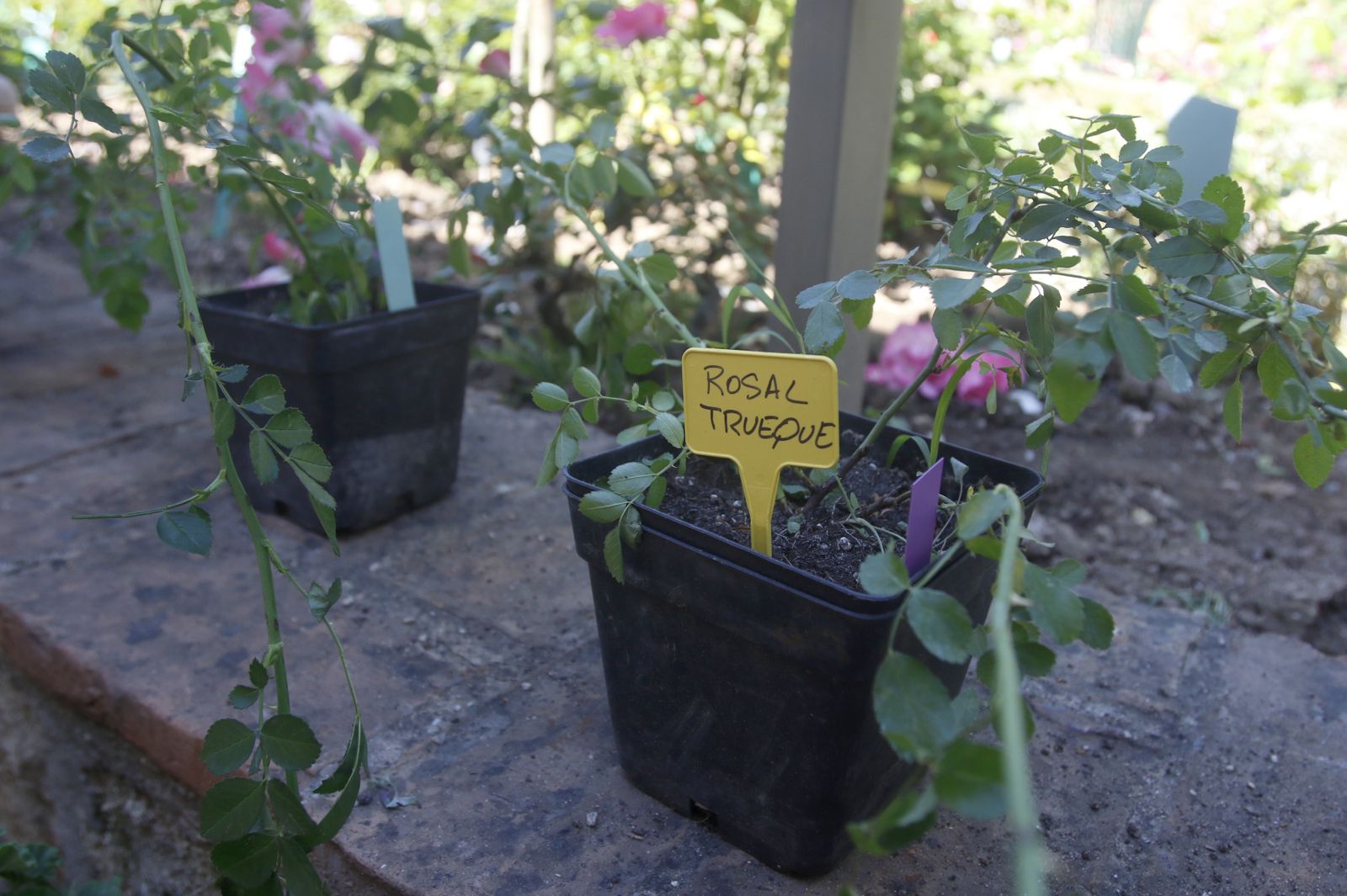 El Mercado de trueque de plantas del Jardín Botánico de Córdoba, en imágenes