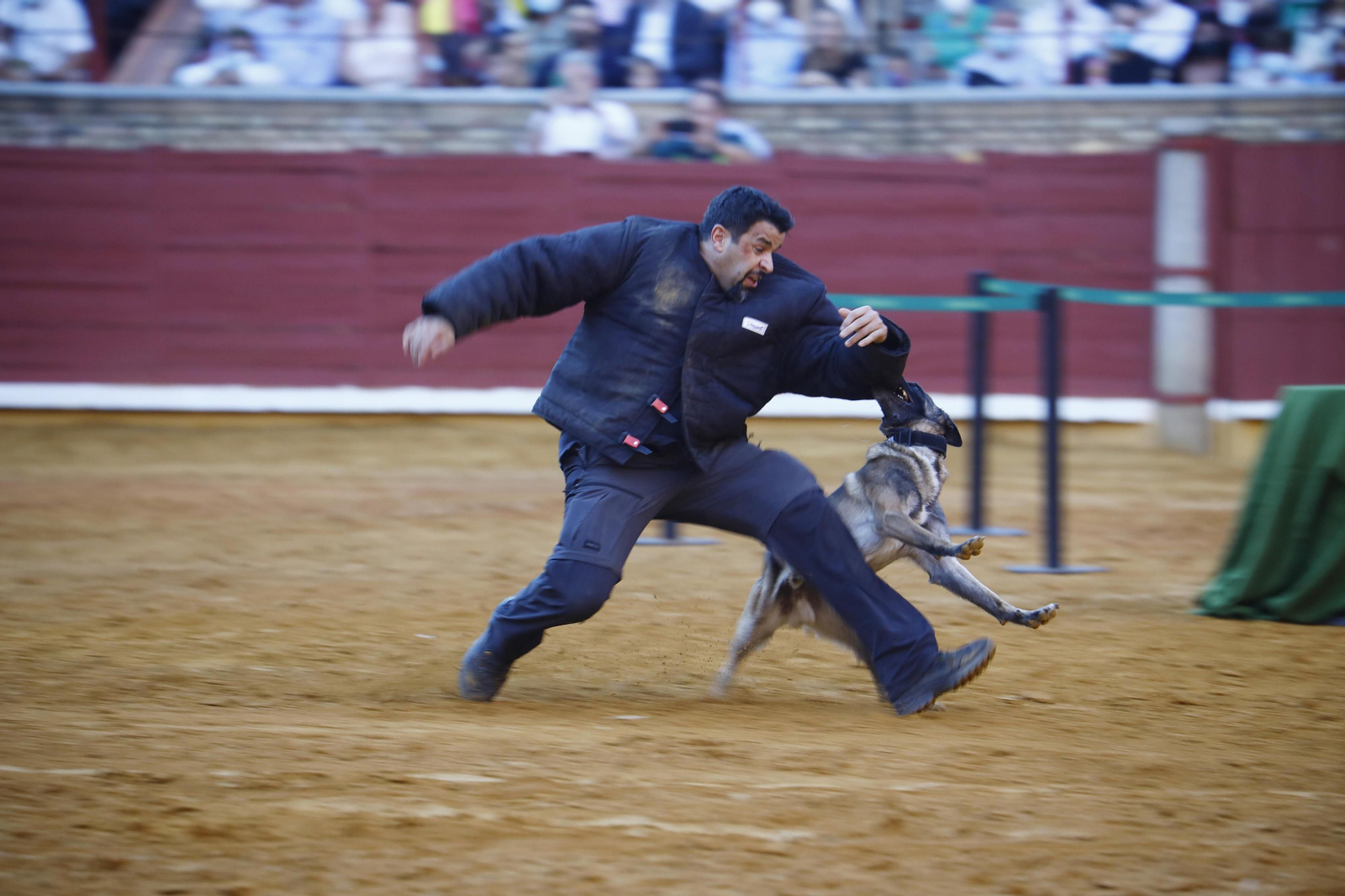 La impresionante exhibición de la Guardia Civil en la plaza de toros de Córdoba, en fotografías