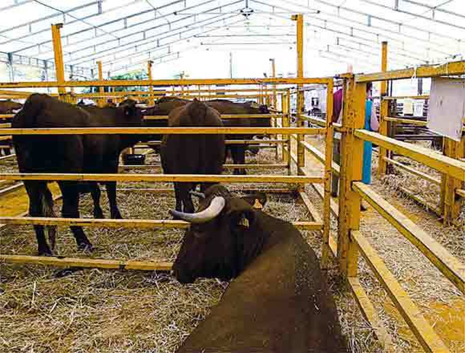 Algeciras debe su Feria Real a la cita ganadera