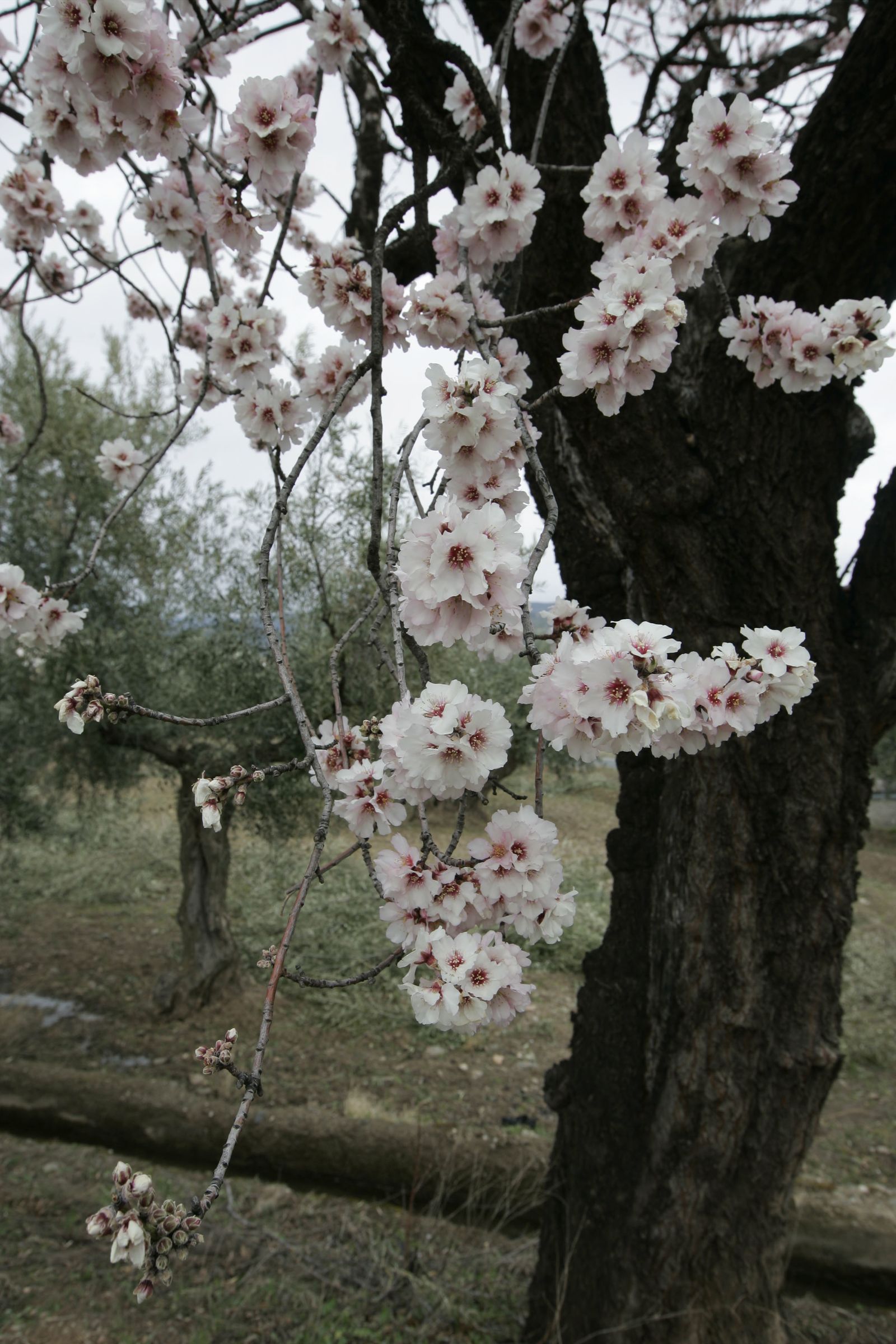 La amenaza del amargor de la almendra