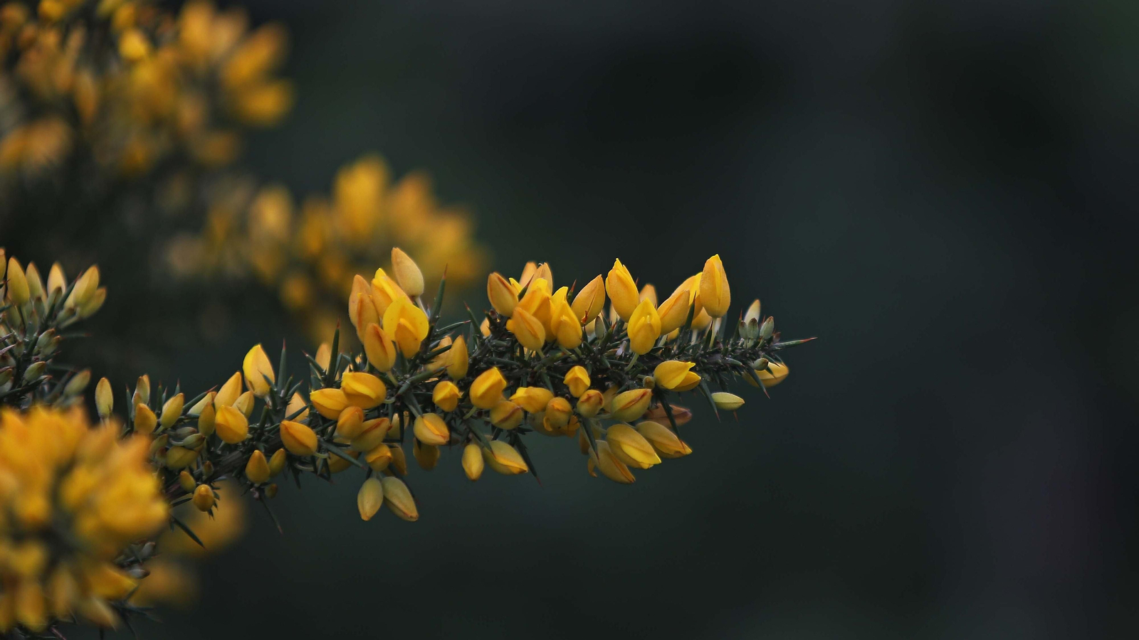 Fotos del sendero del Cerro del Tambor en Algeciras