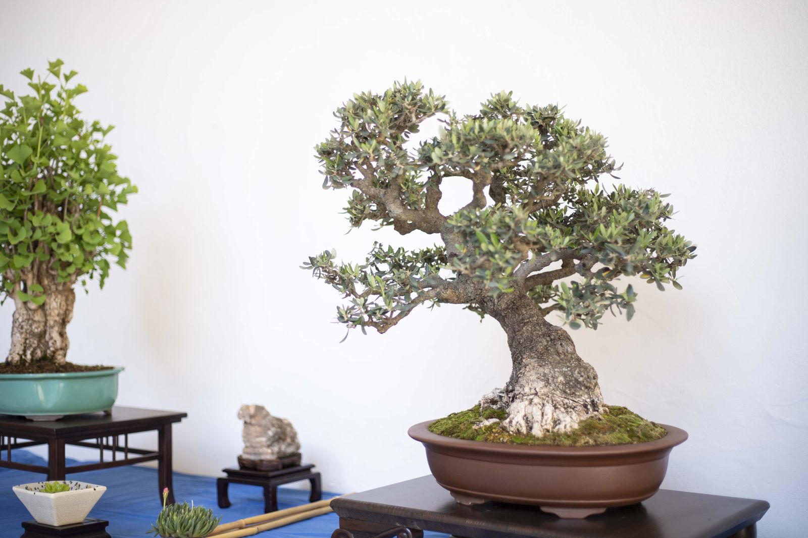 La Exposición de Bonsái de Primavera de Córdoba, en fotografías