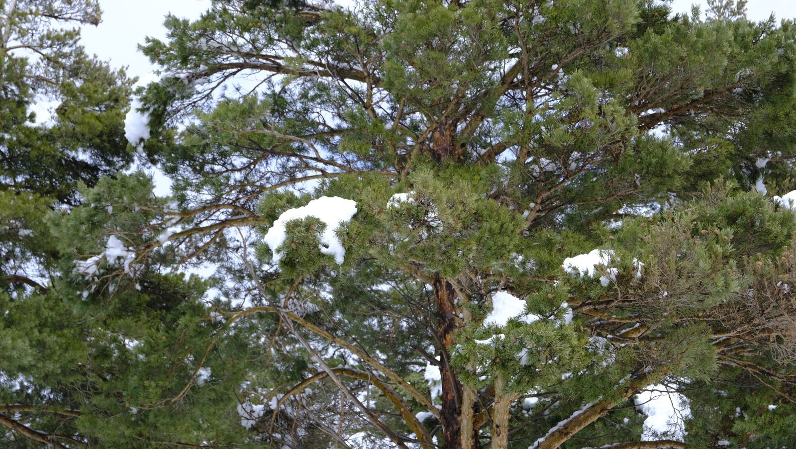 Imágenes del temporal de nieve en la provincia de Almería.