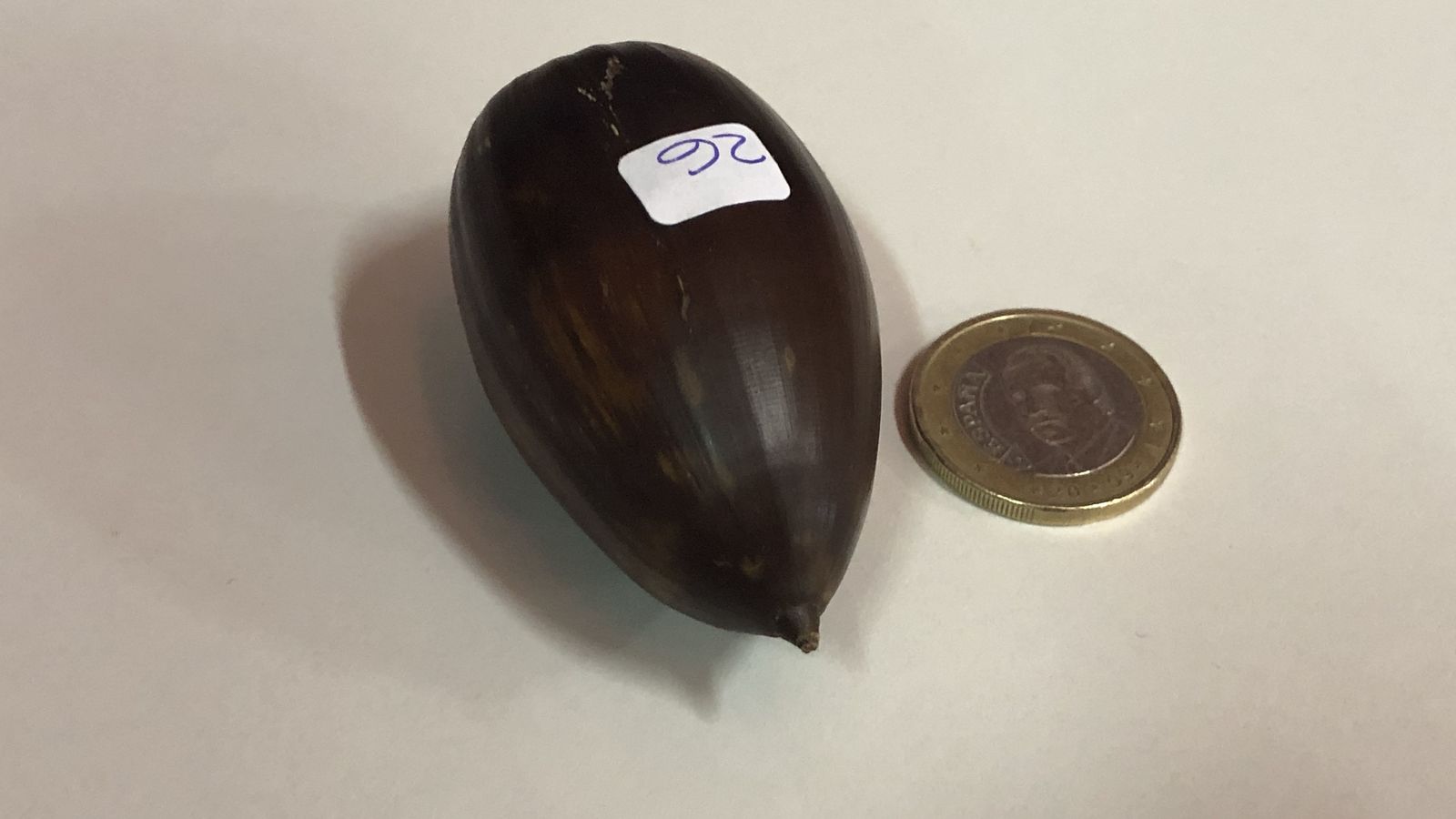 La bellota, comparada con una moneda de un euro.