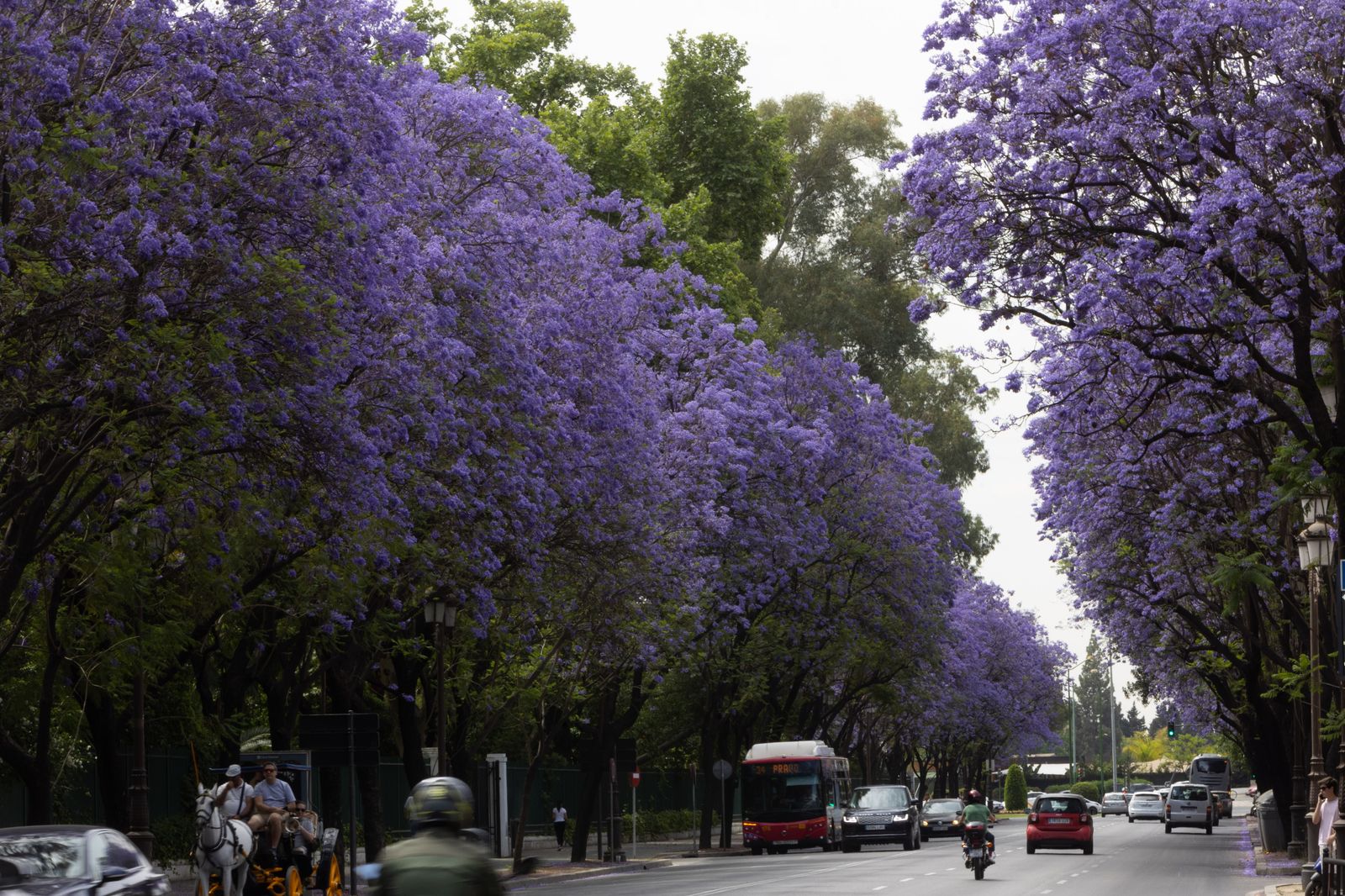 Las jacarandas vuelven a teñir de morado Sevilla