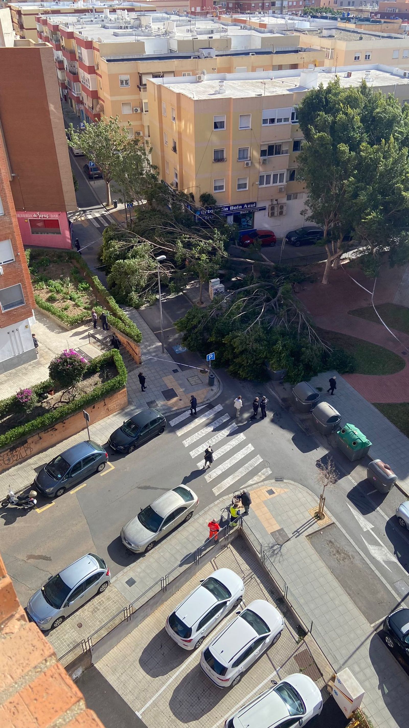 Árboles caídos junto a la Bola Azul.