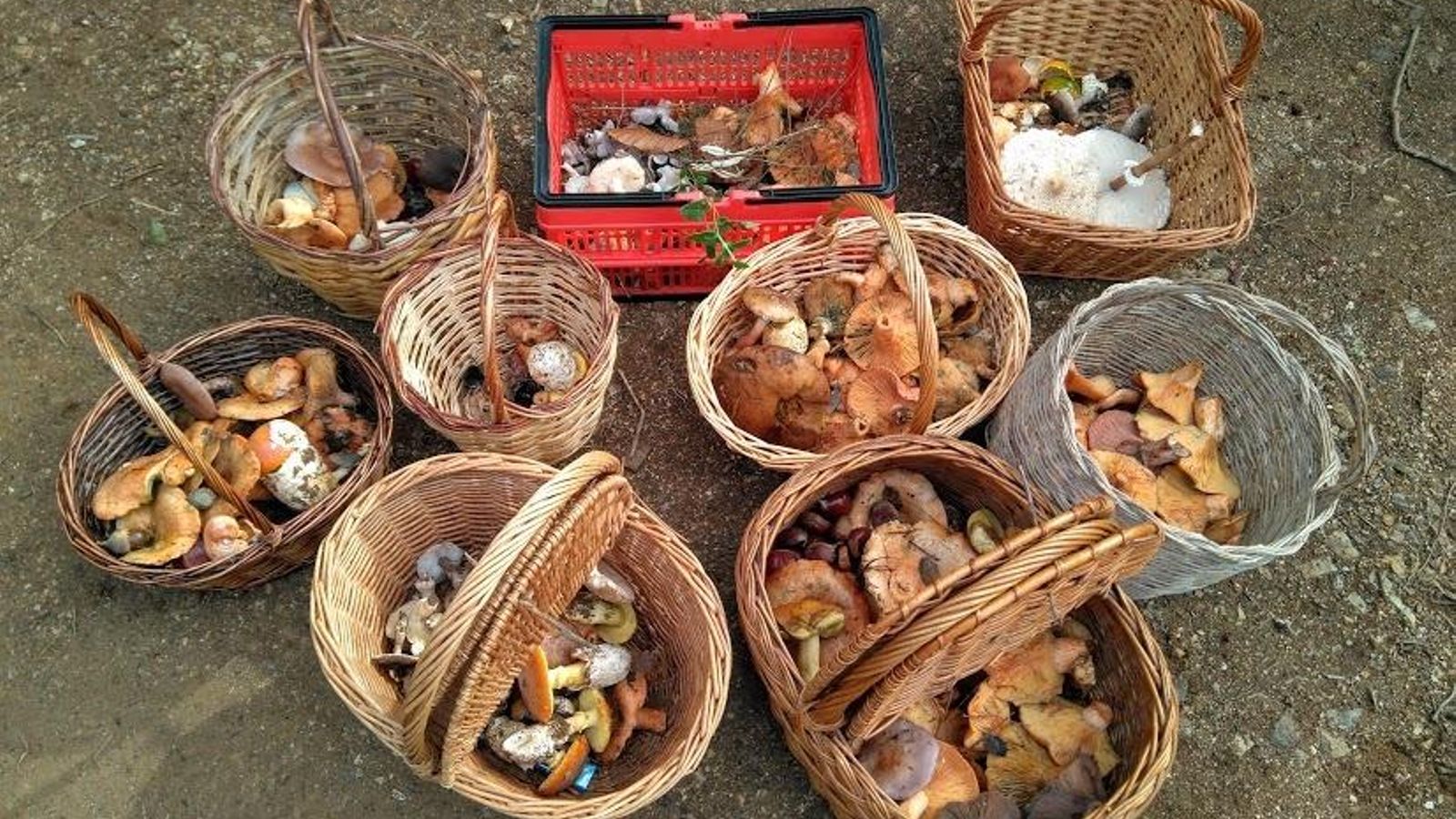 Cestos apropiados para la recolección.