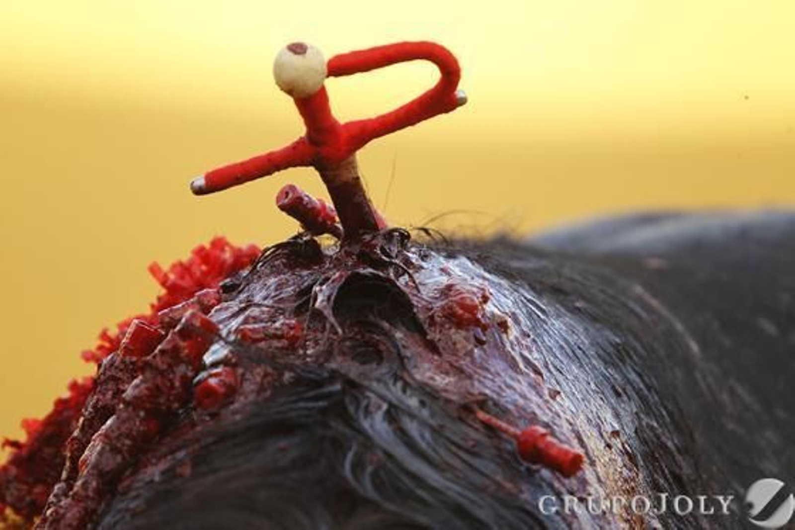 Daniel Luque. / Antonio Pizarro