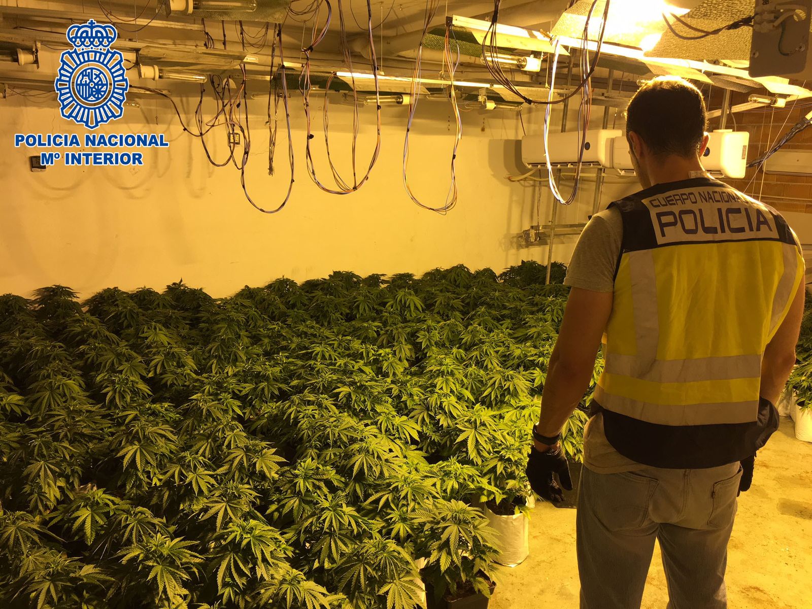 Un policía nacional, en una plantación de marihuana descubierta recientemente.